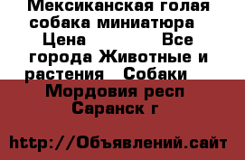 Мексиканская голая собака миниатюра › Цена ­ 53 000 - Все города Животные и растения » Собаки   . Мордовия респ.,Саранск г.